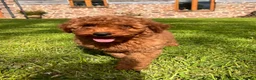Mini Goldendoodle dogs for sale: Ready Now! Mini Irishdoodle health tested parents  - Advert 22