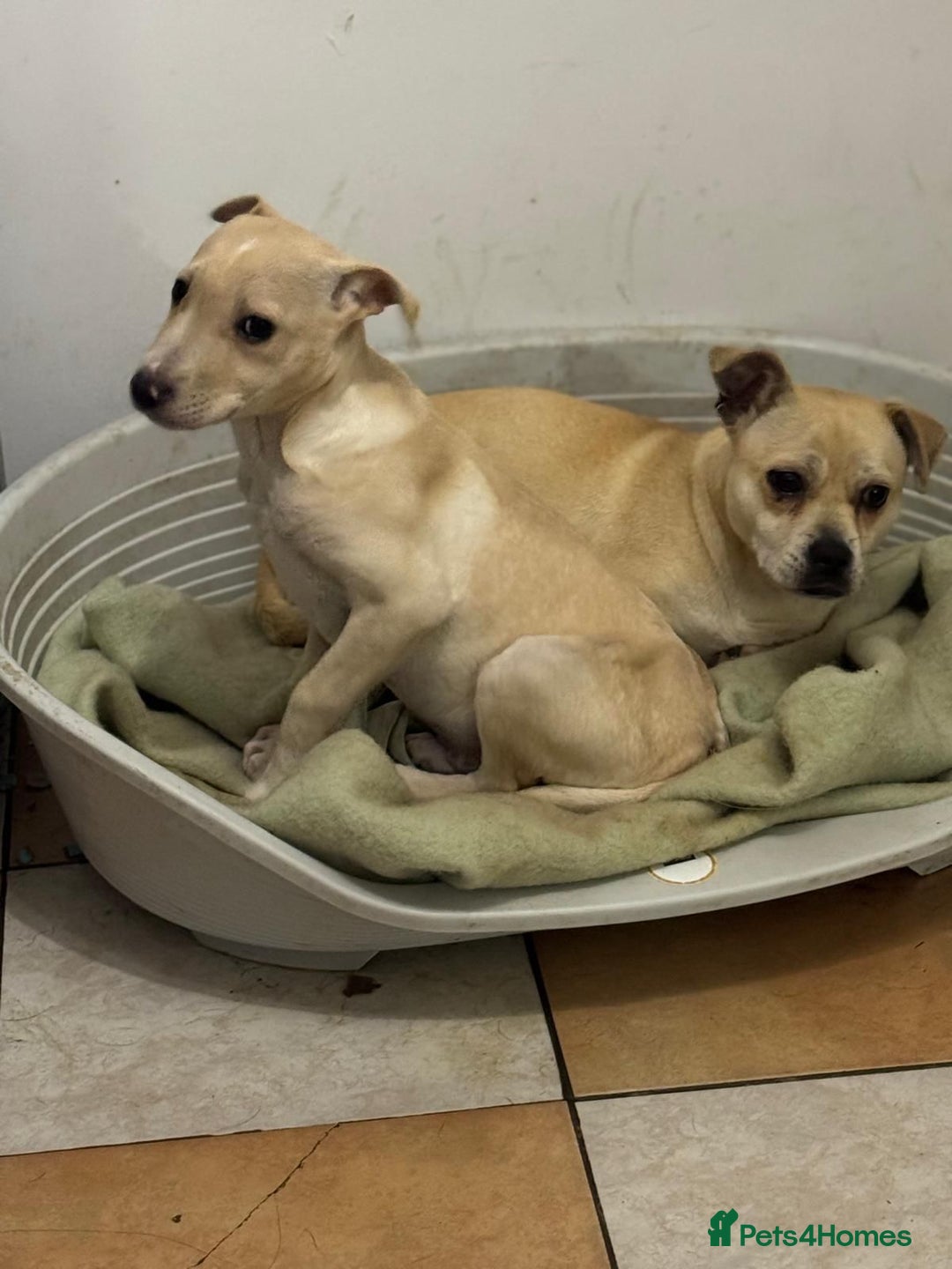 Mixed Breed dogs for adoption: Pretty Jamala ready for cuddles - Advert 6