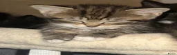 Ragdoll cats for sale: Ragdoll cross bengal - Advert 8