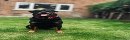 Rottweiler dogs for sale: PREGNANCY CONFIRMED — WAITING LIST NOW OPEN - Advert 14