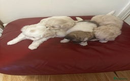 Zuchon dogs for sale: Zuchon puppies for sale  - Image 4
