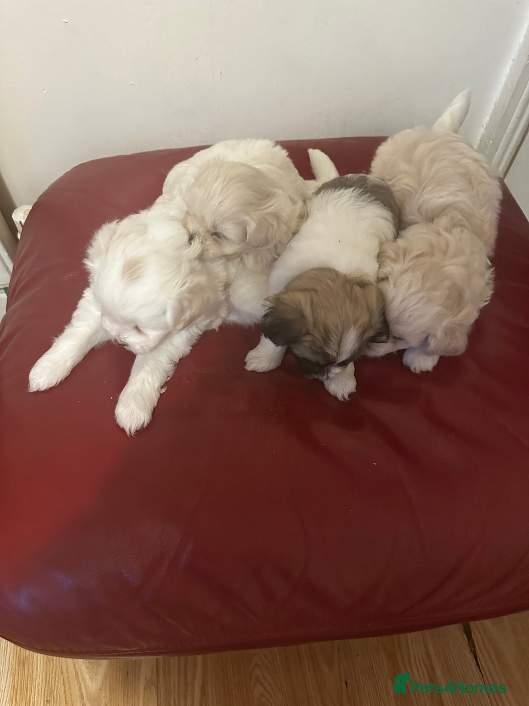 Zuchon dogs for sale: Zuchon puppies for sale  - Image 4