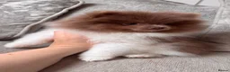 Pomeranian dogs for sale: POMERANIAN PUPPYS READY NOW  - Advert 5
