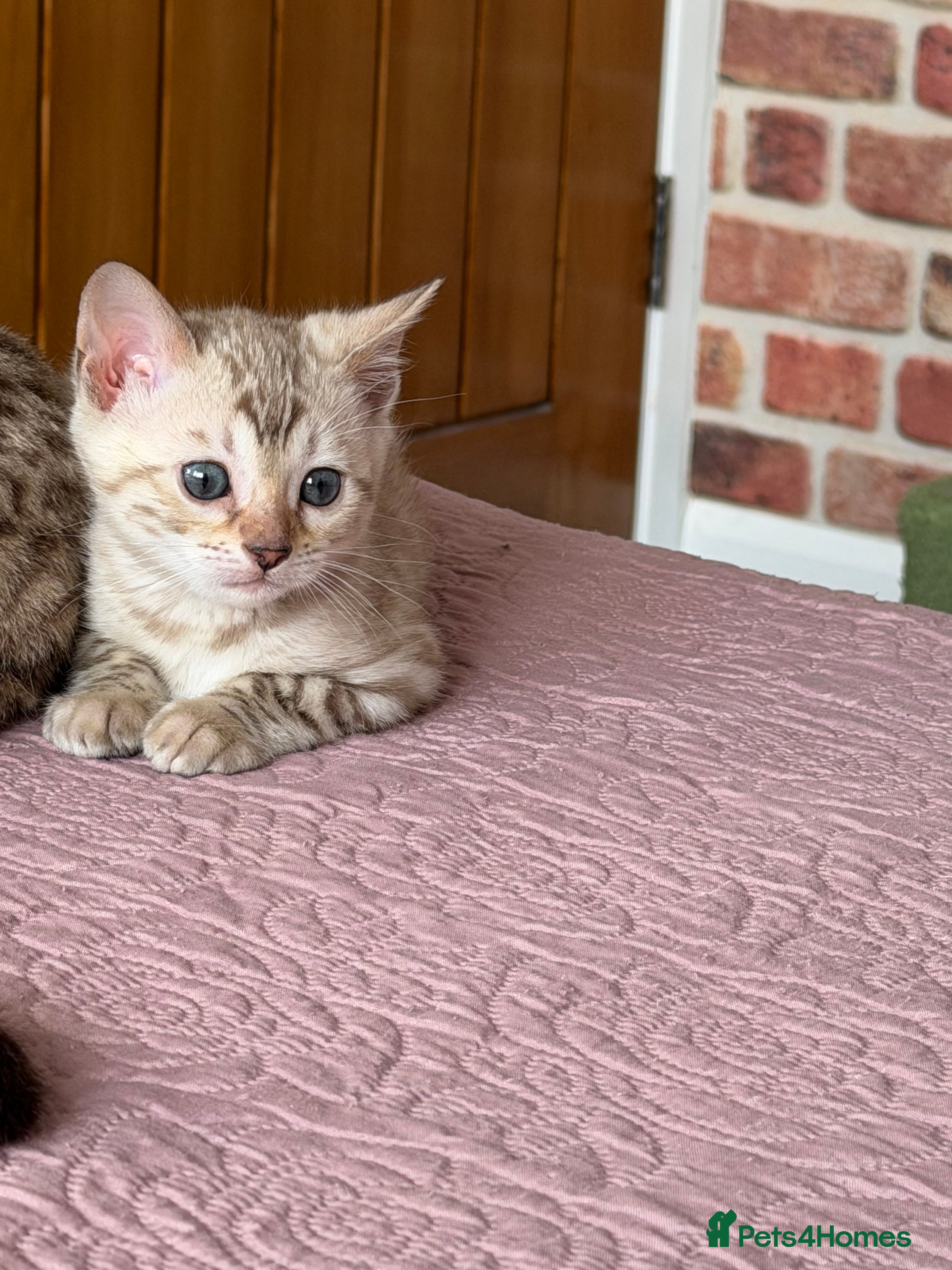 Bengal cats Albino-Snow Lynx Bengal Kittens TICA Registered 🏆 - Advert 2