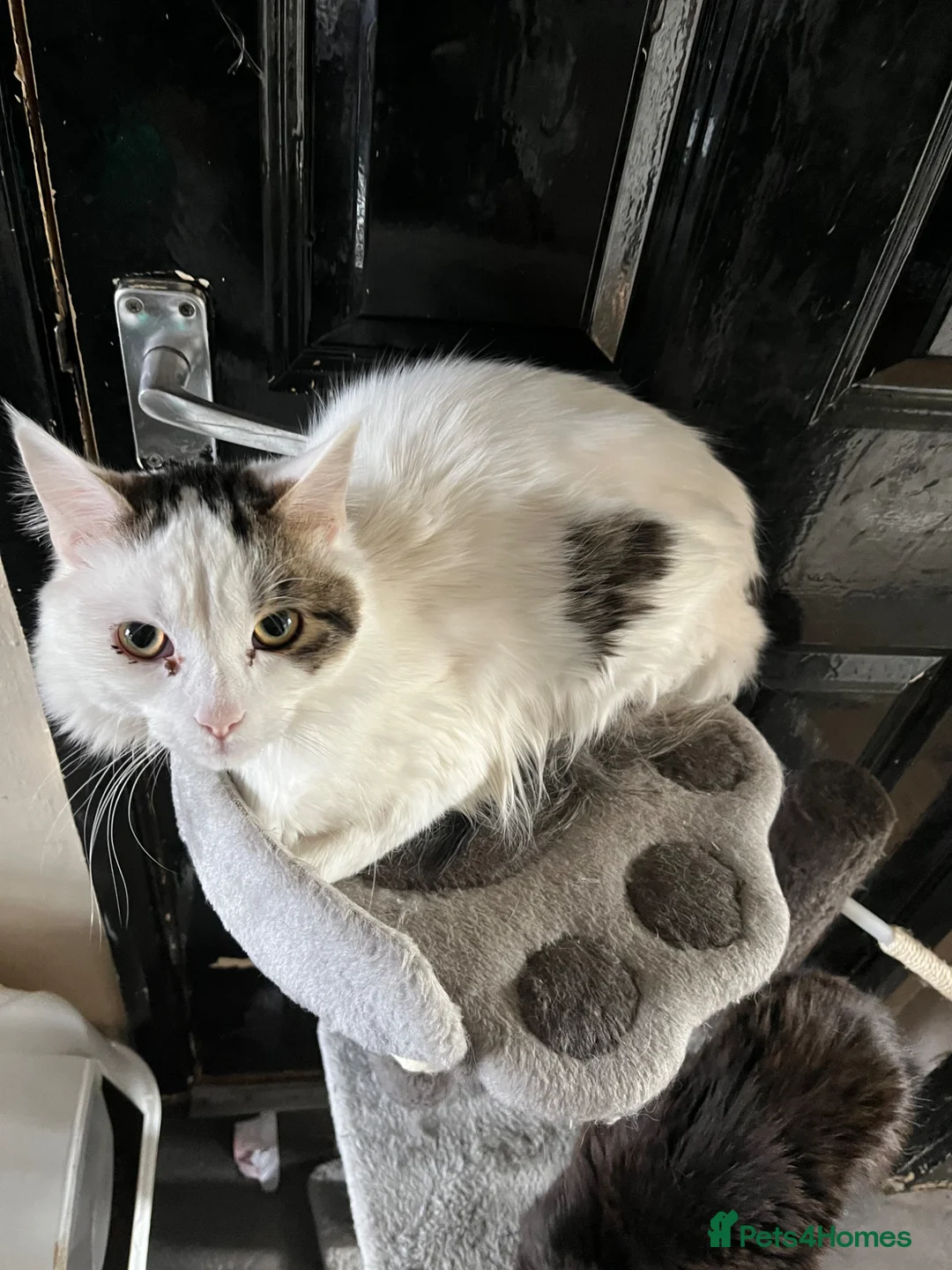 Mixed Breed cats for sale: Male cat  - Advert 2