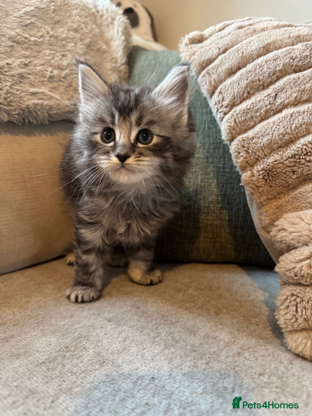 Ragcoon cats for sale: 6 beautiful boy Mainecoon x ragdoll kittens  - Advert 20