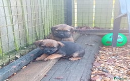 Border Terrier dogs for sale: Pure border terrier puppies  - Advert 4