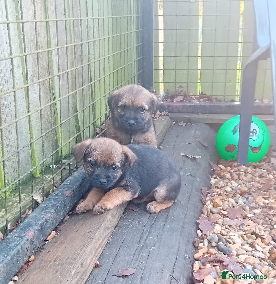 Border Terrier dogs for sale: Pure border terrier puppies  - Advert 4
