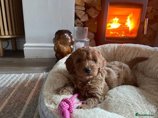 Cavapoo dogs Meet Holland the Apricot Cockapoo - Advert 3