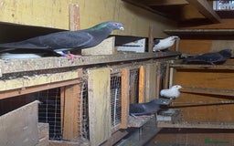 Pigeons birds for sale: Pigeons for sale in Leicester - Image 7