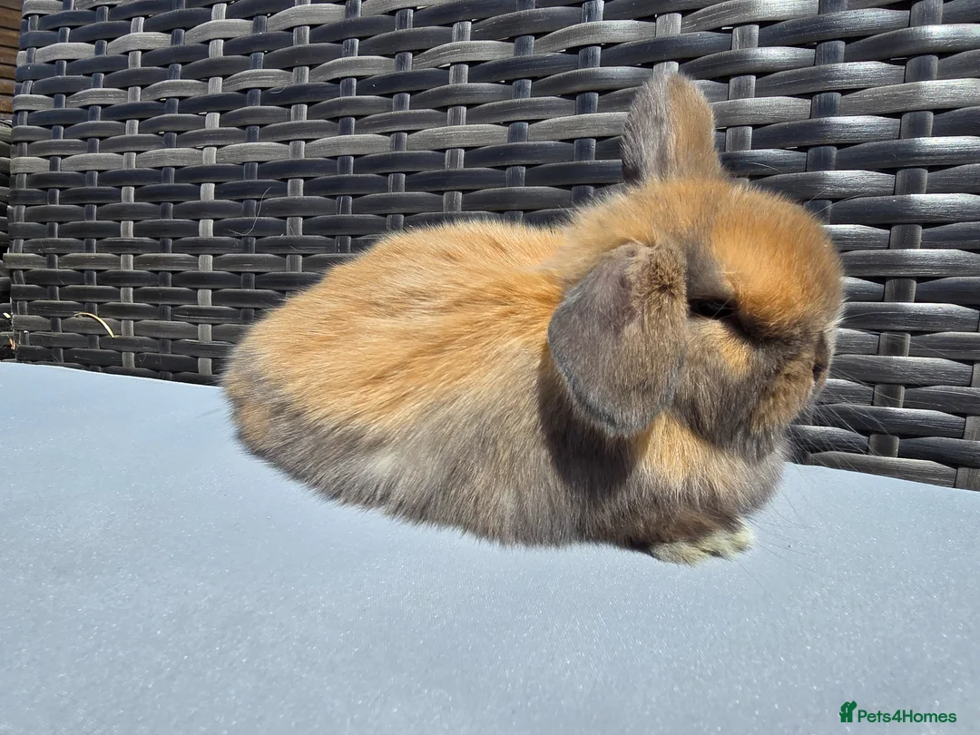 Mini Lop rabbits for sale: Beautiful Mini Lop Bunnies - Advert 2