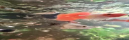 Other/Mixed Breed fish for sale: Mixed Guppy fry - Advert 1