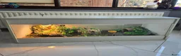 Leopard Gecko reptiles for sale: Leopard Gecko with 4ftx2ft Vivarium in Chatham - Advert 6