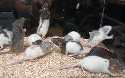 Rat rodents for sale: Baby Dumbo Rats , Furred , Rex , Naked  - Image 8