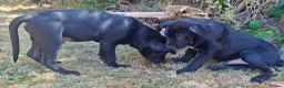 Cane Corso dogs for sale: Cane Corso Puppies - Advert 4