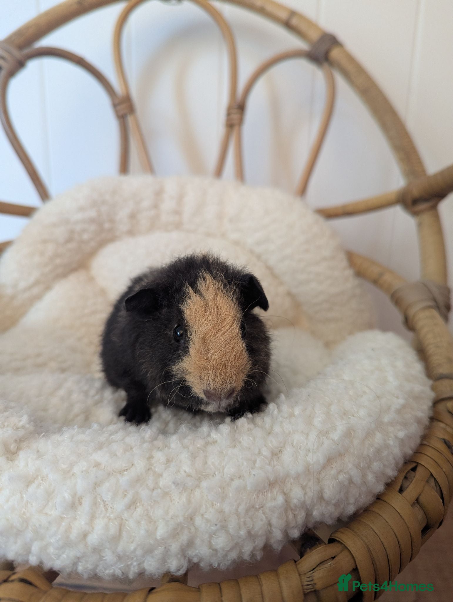 Guinea Pig rodents Lovely little bonded babies - Advert 2