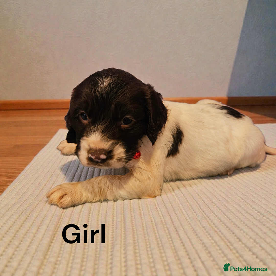 Cocker Spaniel dogs for sale: 6 cocker spaniels  - Advert 6