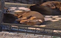 Dobermann dogs for sale: Doberman puppies - Image 10