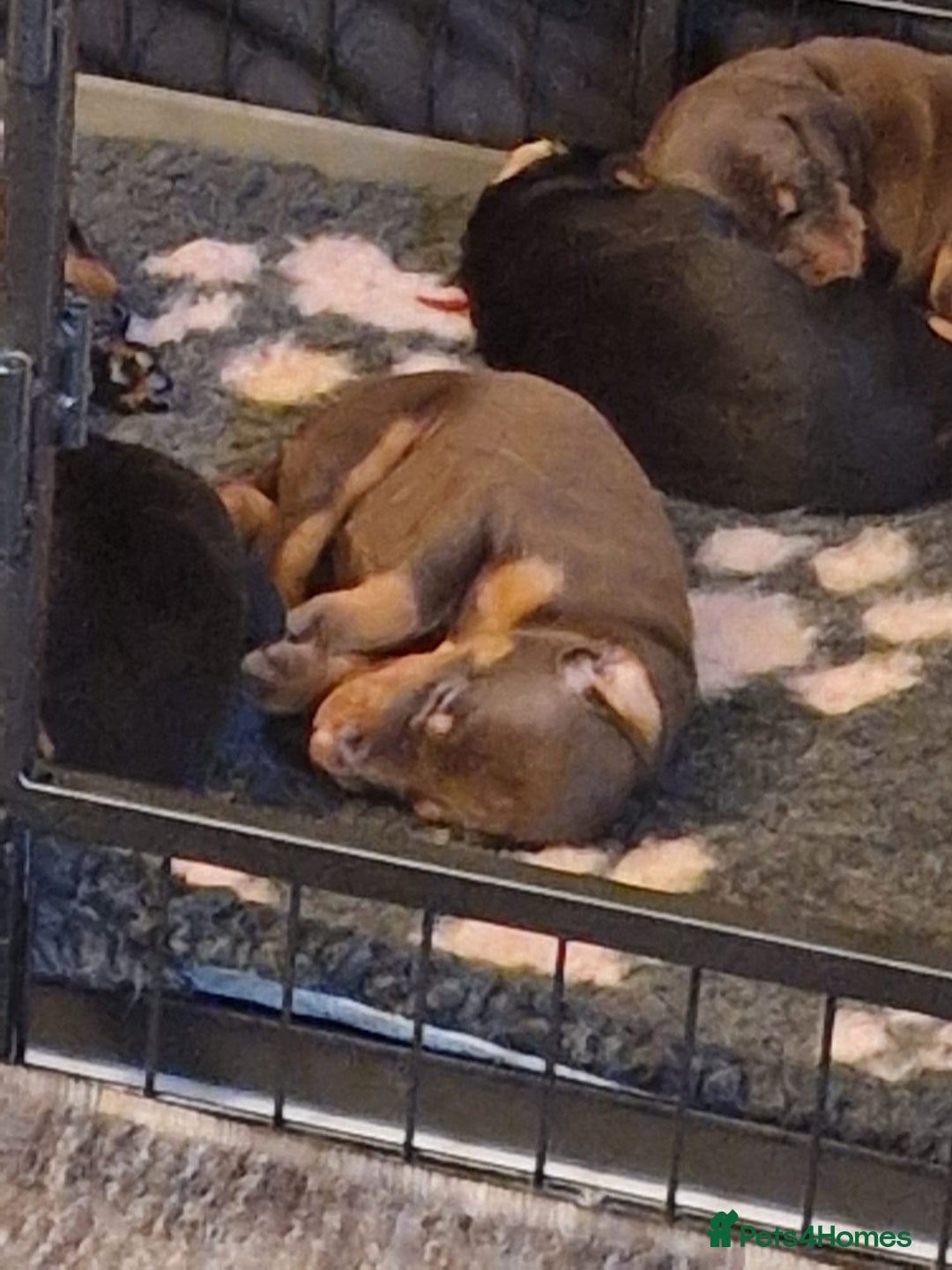 Dobermann dogs for sale: Doberman puppies - Image 10