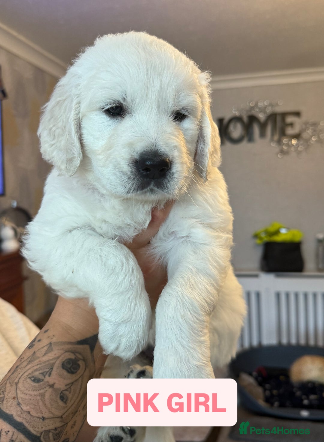 Golden Retriever dogs for sale: 7 gorgeous Golden Retriever puppies for sale - Image 5