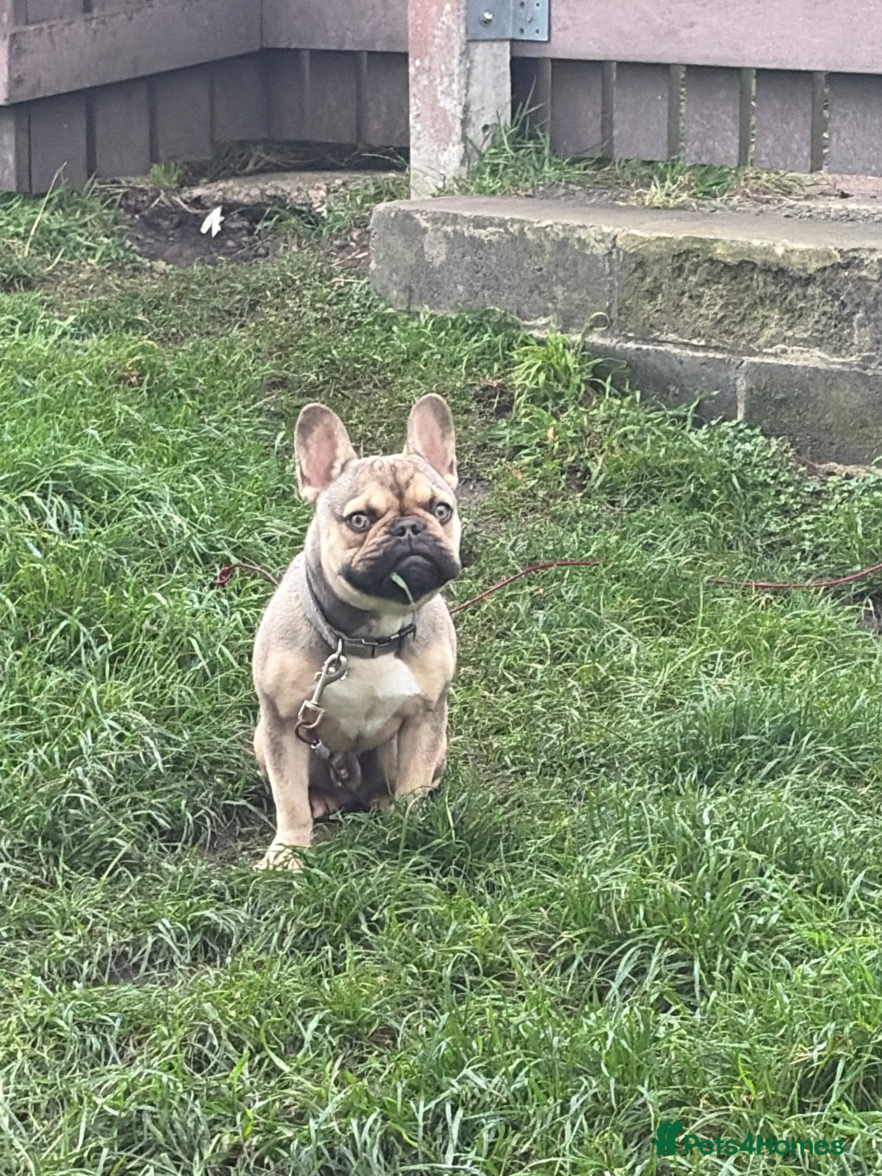 French Bulldog dogs Rehome only - Advert 9