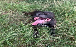 Staffordshire Bull Terrier dogs for sale: Staff bull terrier  - Image 1