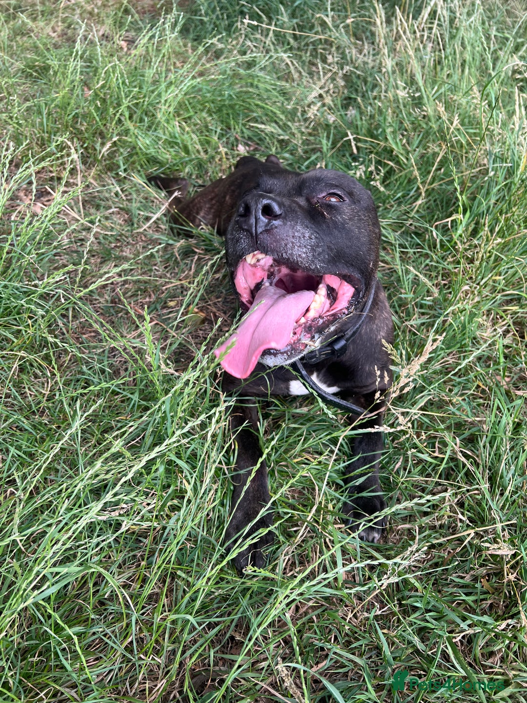 Staffordshire Bull Terrier dogs for sale: Staff bull terrier  - Image 1