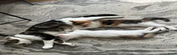 Domestic Shorthair cats for sale: Domestic shorthair cats  - Advert 2