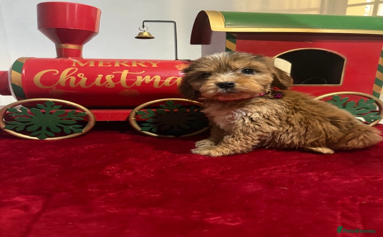 Cockapoo dogs F2 cockapoo puppies  - Advert 7