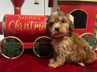 Cockapoo dogs cockapoo puppies ready now - Advert 2