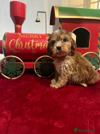 Cockapoo dogs F2 cockapoo puppies - Advert 7