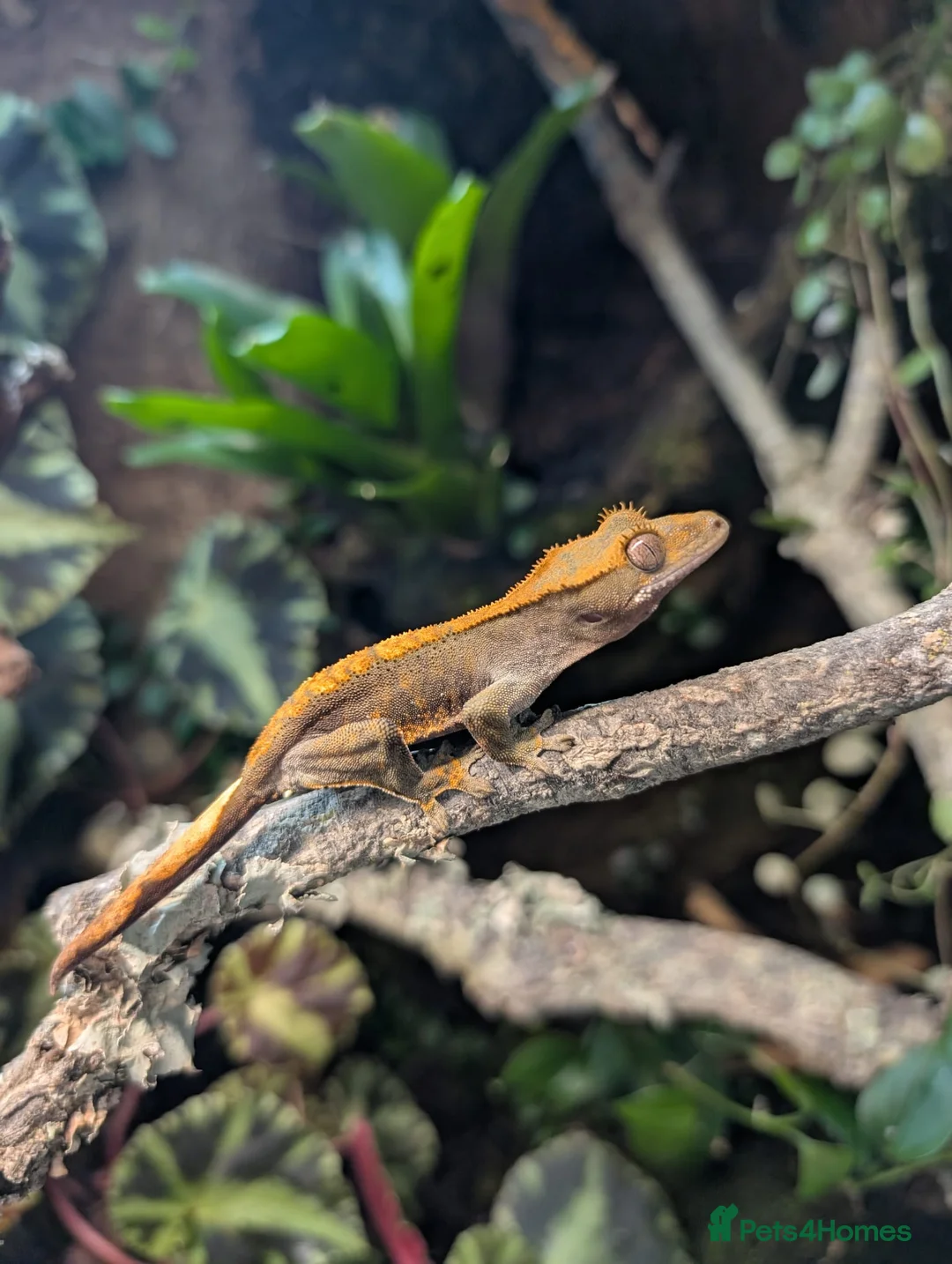 Gecko reptiles for sale: Harlequin tiger crested gecko babies  - Advert 4