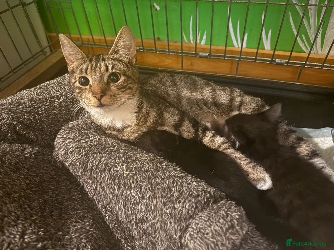 Mixed Breed cats for sale: 2 tabby female mixed kittens in Lincoln - Advert 12