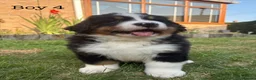 Bernese Mountain Dog dogs for sale: BEAUTIFUL BERNESE MOUNTAIN DOG PUPPIES-4 BOYS !!! - Advert 37
