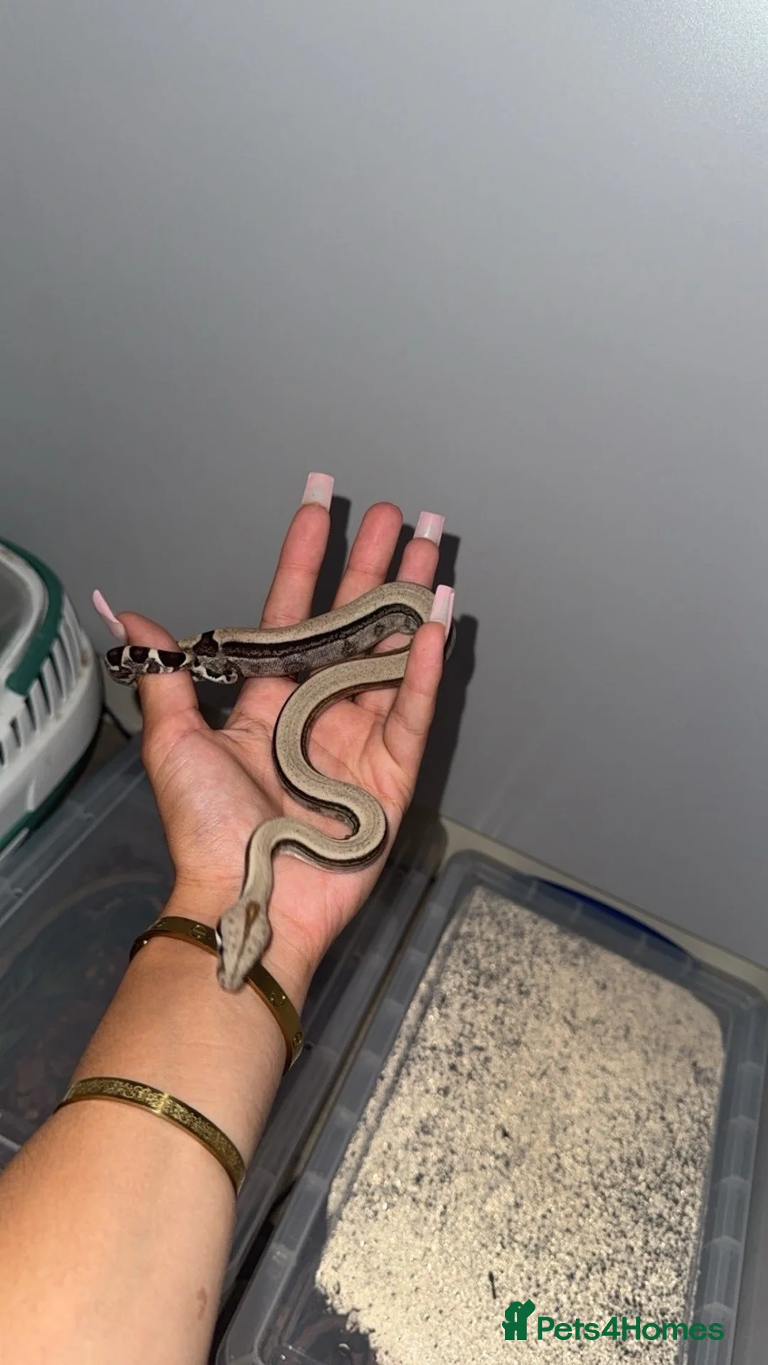 Boa Snake reptiles for sale: Baby Boas - Advert 2