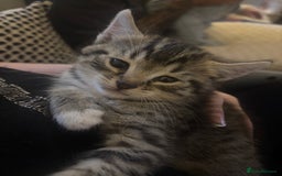 Domestic Shorthair cats for sale: Kittens for sale  - Image 6
