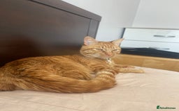 Abyssinian cats for sale: Beatiful cat - Image 2