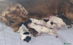 Cocker Spaniel dogs for sale: Outstanding KC Show Cockers 🐾 - Image 17