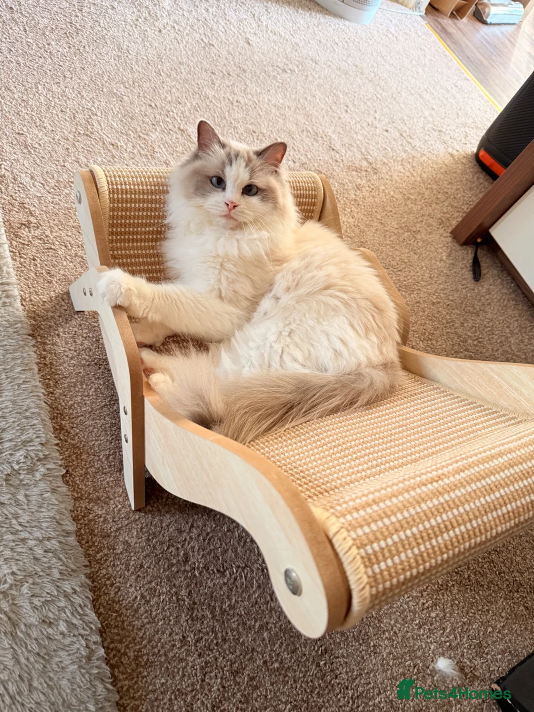 Ragdoll cats for sale: Pedigree Ragdoll GCCF for rehome - Advert 2
