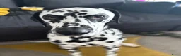 Dalmatian dogs for sale: Dalmy - Advert 8