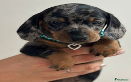 Miniature Dachshund dogs for sale: Beautiful smooth haired miniature dachshunds - Image 10