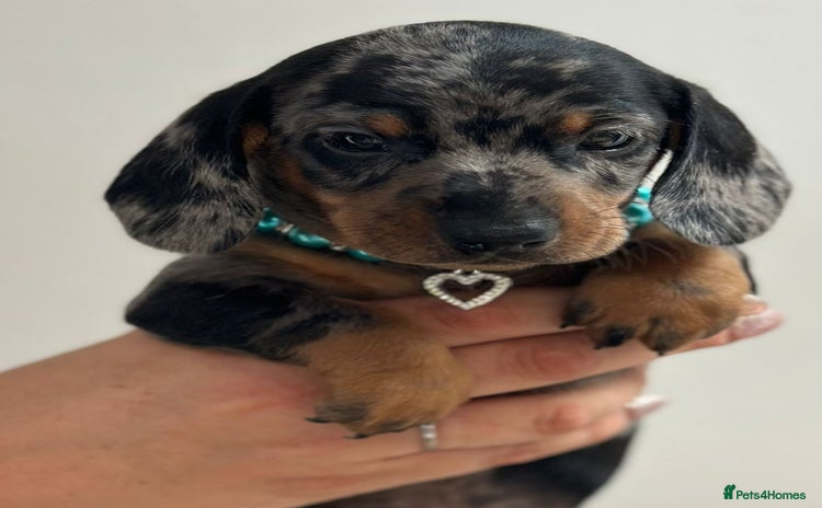 Miniature Dachshund dogs - Advert 5