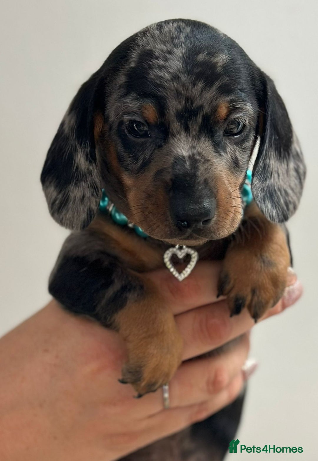 Miniature Dachshund dogs for sale: Beautiful smooth haired miniature dachshunds - Image 10