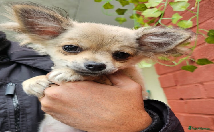Chihuahua dogs - Advert 1