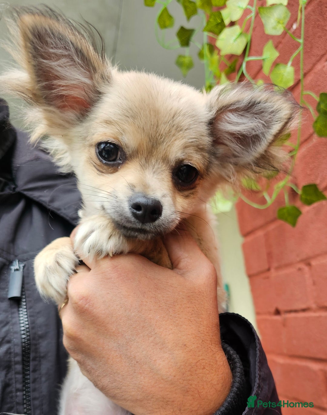 Chihuahua dogs for sale: KennelClub.Reg Chihuahua Our Last Sweet Little Boy - Image 1
