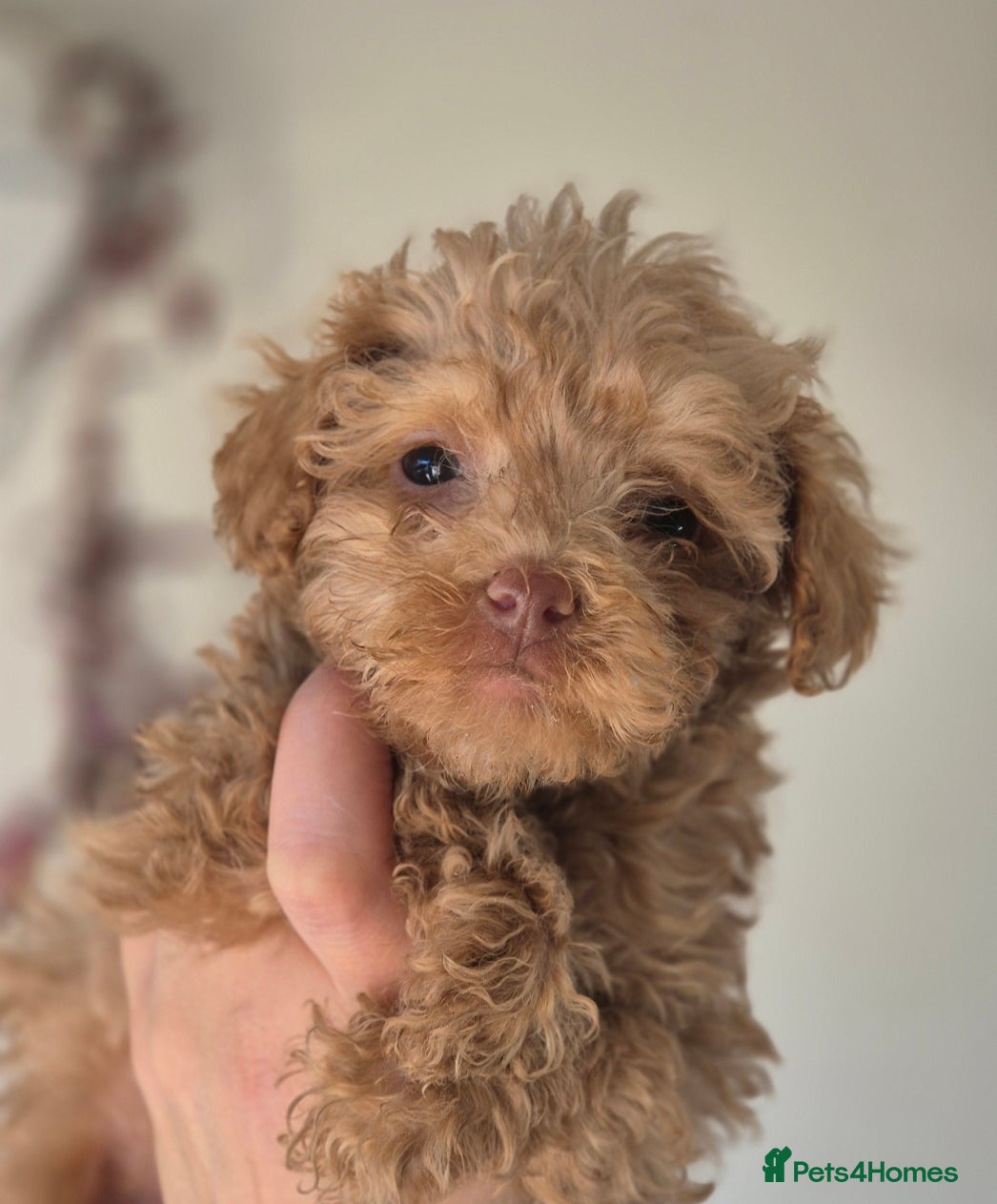 Maltipoo dogs 4 Maltipoo Puppies - 2 Apricot Girls & 2 Red Boys - Advert 15