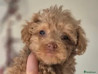 Maltipoo dogs 4 Maltipoo Puppies - 2 Apricot Girls & 2 Red Boys - Advert 15