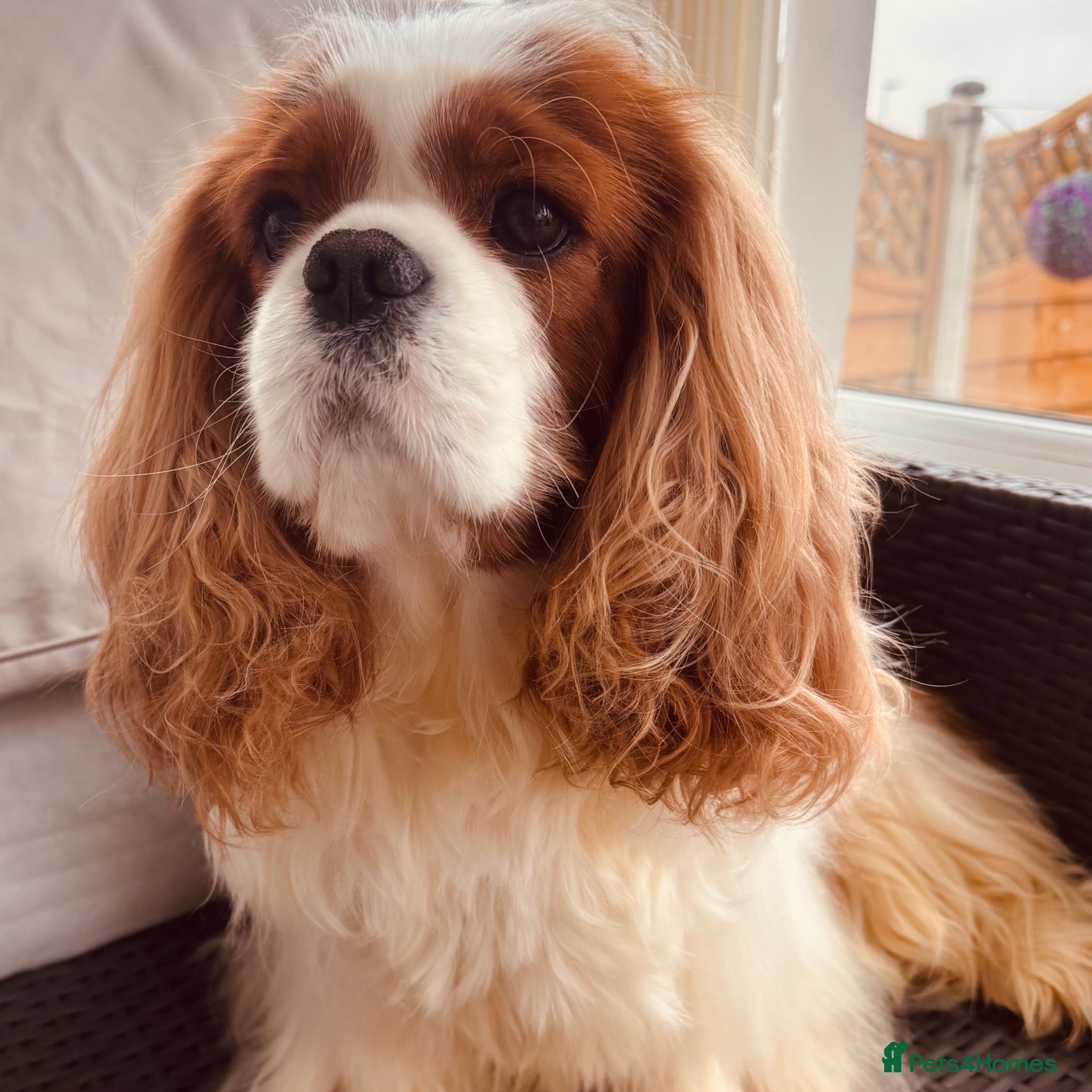 Cavalier King Charles Spaniel dogs KC REG cavalier Teddy  - Advert 4