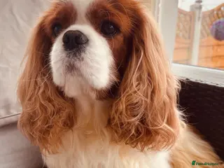 Cavalier King Charles Spaniel dogs KC REG cavalier Teddy - Advert 4