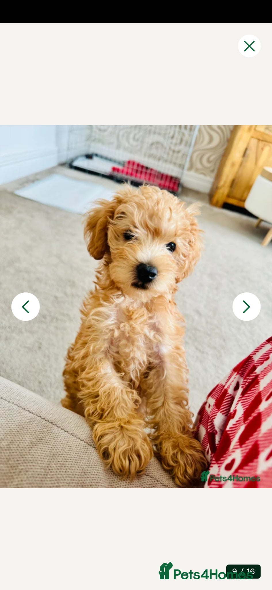 Schnoodle dogs 1 left! Miniature Schnoodle/Toy Poodle Pups - Advert 3
